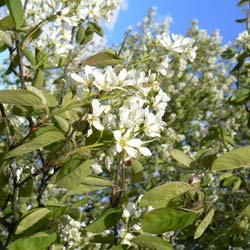 Amélanchier ovalis / Amelanchier ovalis